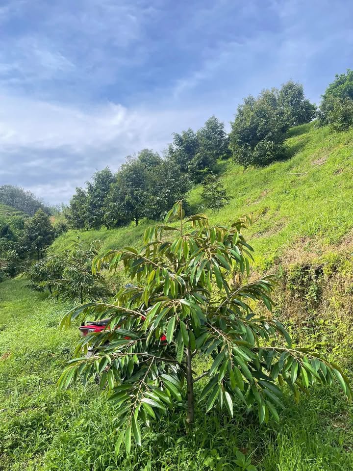 Farm 3 Héc tại Đức Phong Bù Đăng giá 4.5 tỷ - Đầu tư sinh lời ngay!