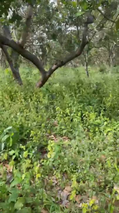 Đất nền chính chủ 4,5ha tại Đắk Nhau, Bù Đăng - Giá chỉ 1.7 tỷ VND!