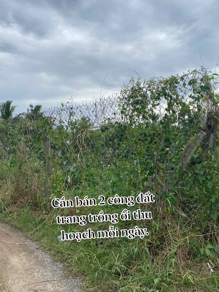 Farm 2 công tại xã Phú Vĩnh, Tân Châu - Đất cao ráo, sổ đỏ chính chủ, giá 800 triệu!