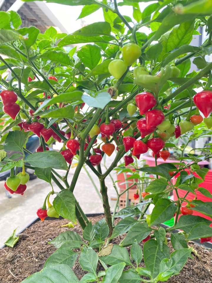 Đất sổ hồng riêng 89m² Tân Xuân Hóc Môn giá 3.89 tỷ - Chính chủ bán gấp!