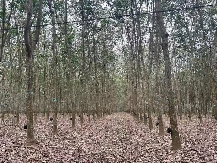 Đất Farm Vĩnh Hoà 24.000m² giá 10 tỷ - Cơ hội đầu tư lý tưởng!