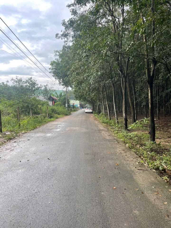 Bán đất mặt tiền đường Dx604, Hòa Lợi, Bến Cát 250m² - Giá chỉ 1.6 tỷ!