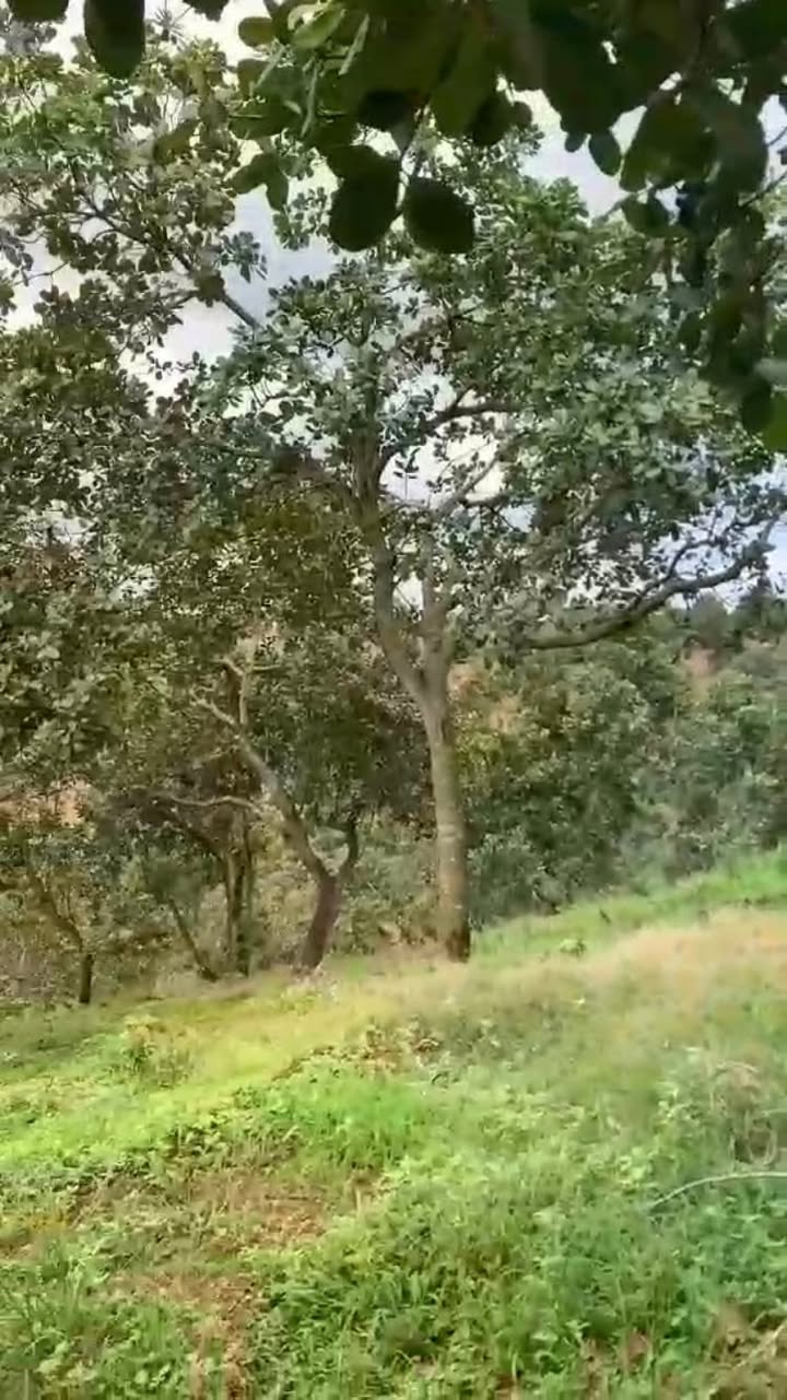 Đất điều 3ha tại Đức Liễu, Bù Đăng - Giá 3.9 tỷ, nội thất có điện, ô tô vào tận nơi!