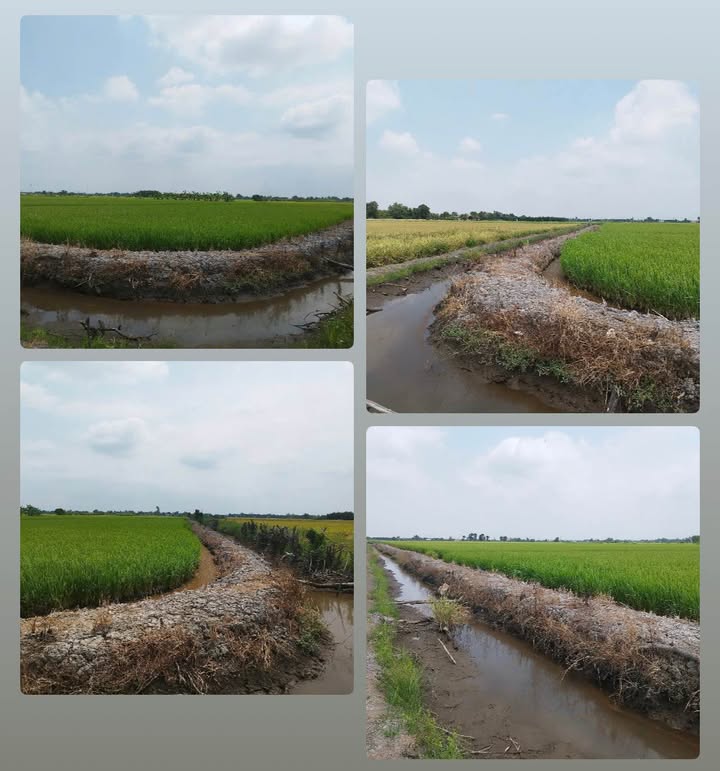 Đất lúa 2 mặt tiền 754m² tại Mỹ Thạnh, Thủ Thừa - Chỉ 200 triệu!