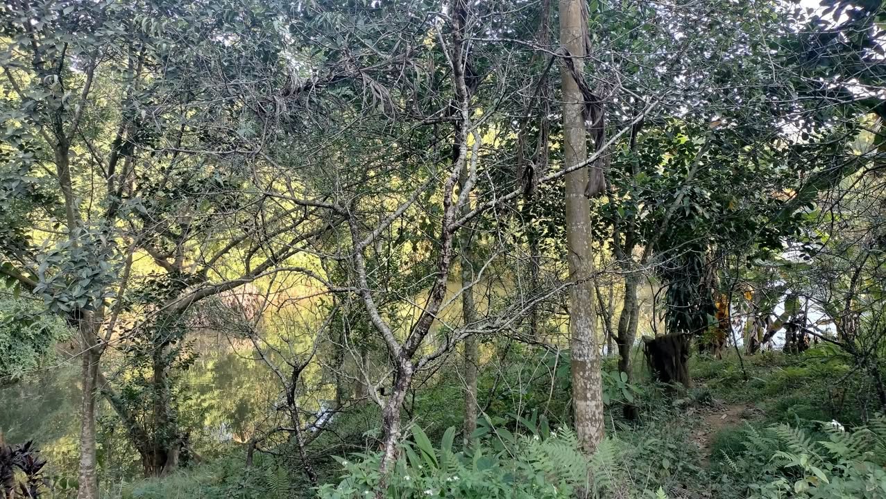 Nhà vườn 2ha tại Yên Bình - Địa điểm lý tưởng cho nghỉ dưỡng