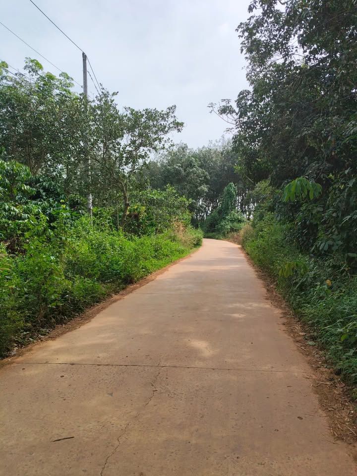 Đất nền 9 sào sầu riêng Nghĩa Trung, Bù Đăng, 1.8 tỷ - Đầu tư sinh lời ngay!