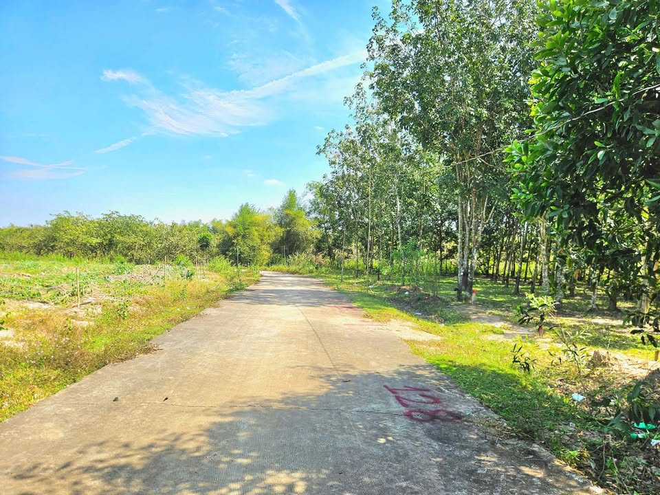 Đất nền xào điều gần chợ Thanh An 20.000m² giá 250 triệu - Cơ hội đầu tư tuyệt vời!