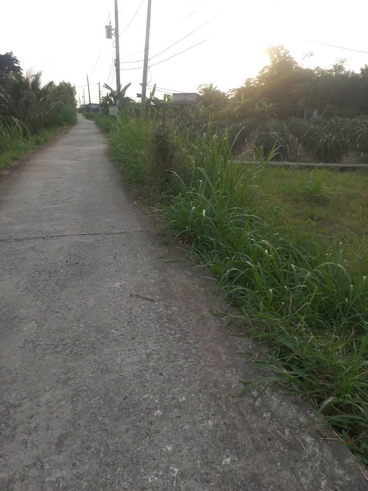 Đất vườn 4000m² tại Vĩnh Công, Châu Thành - Giá chỉ 550 triệu!