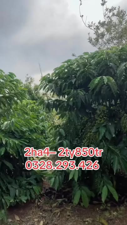 Farm Ea Ral Đắk Lắk 24.000m² giá 2.85 tỷ - Đầu tư sinh lời hấp dẫn!