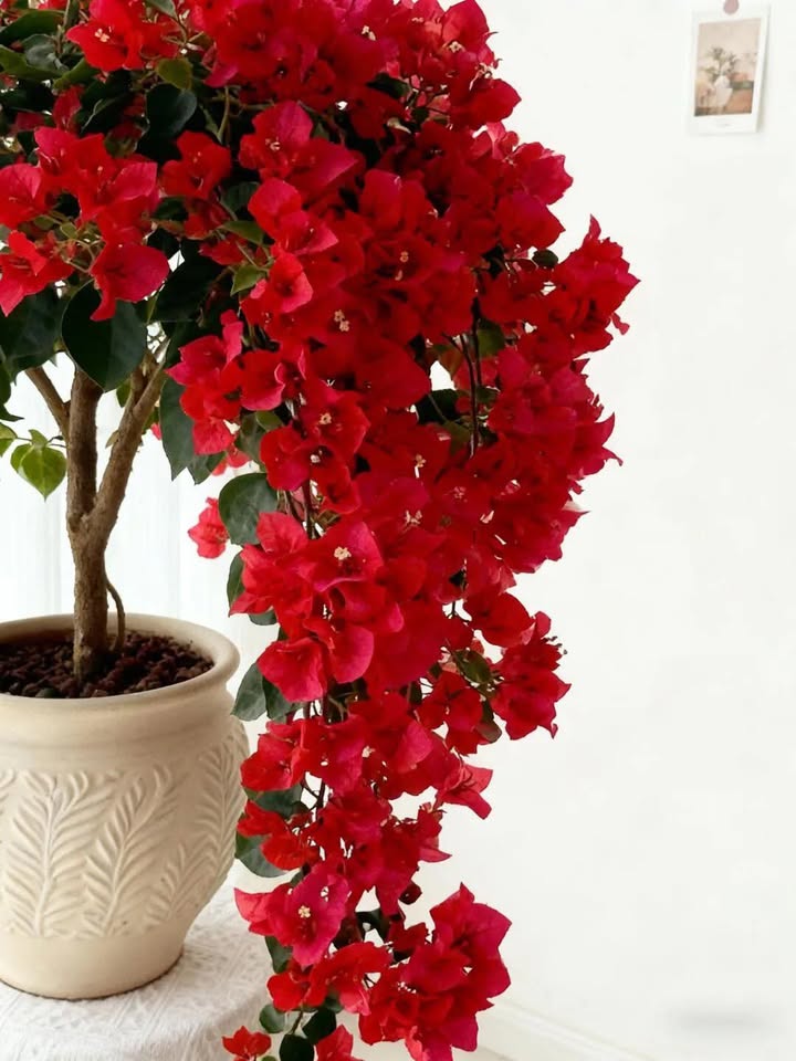 Đất nền mặt tiền đường Trần Văn Nam, TP Tân An 781m² giá 19 tỷ - Đầu tư sinh lời ngay!