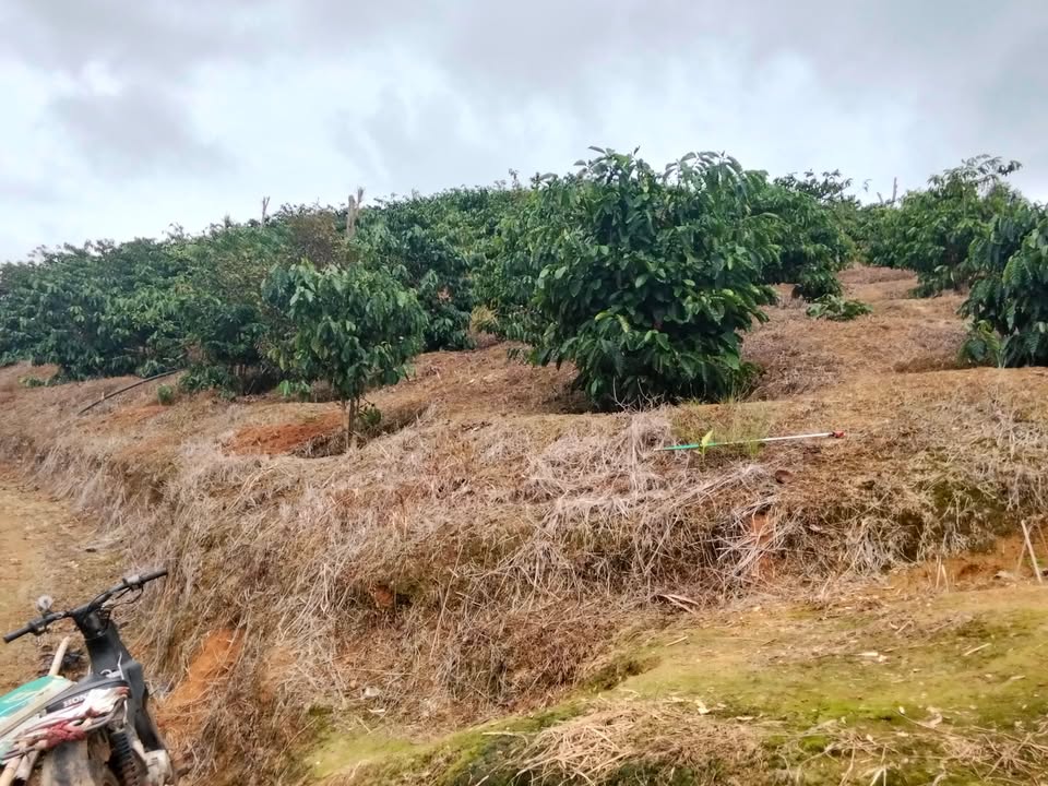 Đất nền 2ha Tân Thành Lâm Hà giá chỉ 1.4 tỷ - Cơ hội đầu tư sinh lời!