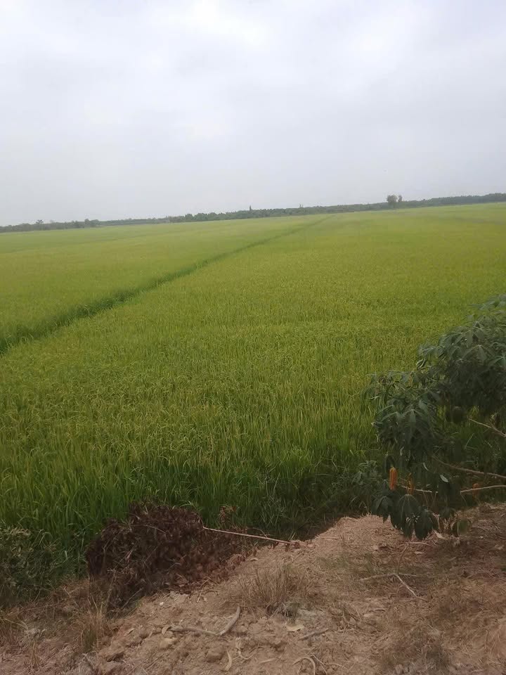 Đất nông nghiệp 110.000m² tại xã Tân Tây, Thạnh Hóa - Giá chỉ 27.125 tỷ!