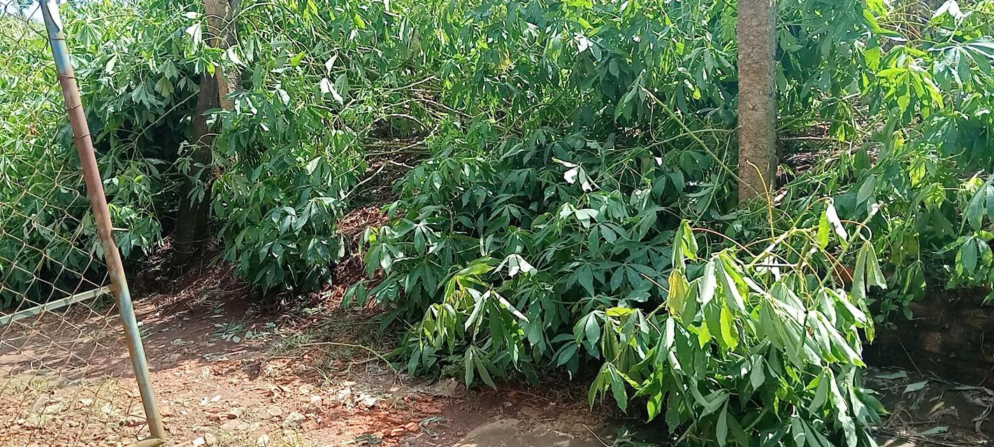 Đất nền Pơng Drang, Krông Búk 600m² chỉ 800 triệu - Sổ đỏ chính chủ!