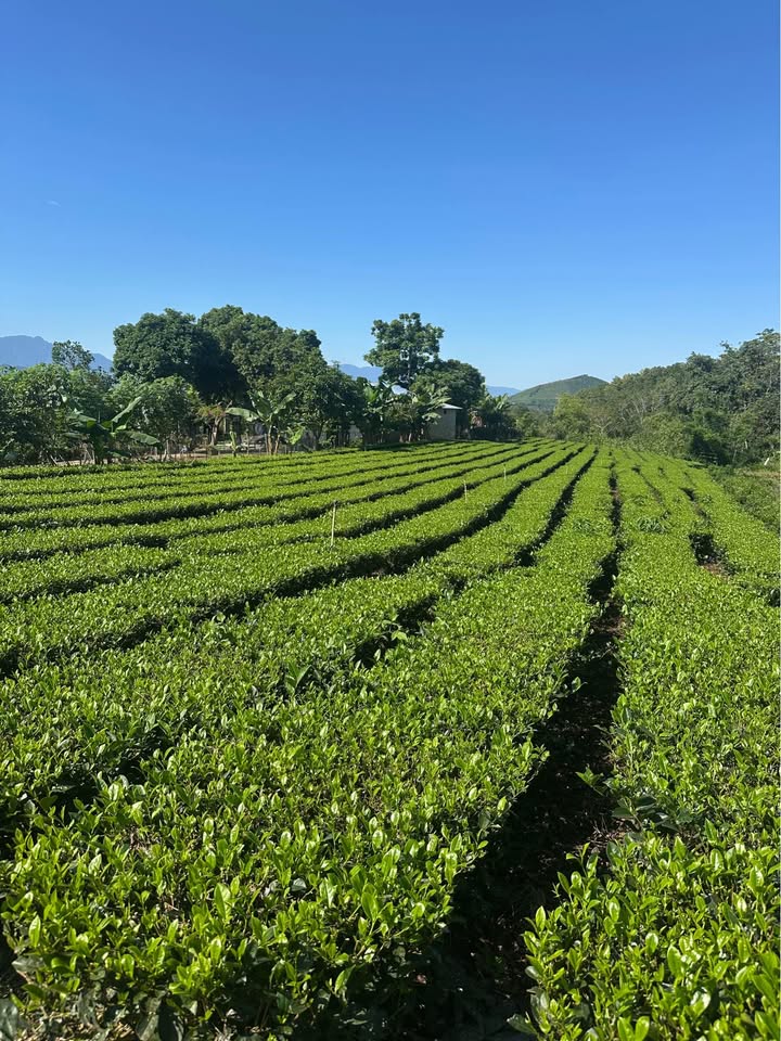 Bán đất Phúc Trìu Thái Nguyên 350m² giá 1 tỷ - Vị trí đẹp, pháp lý rõ ràng!