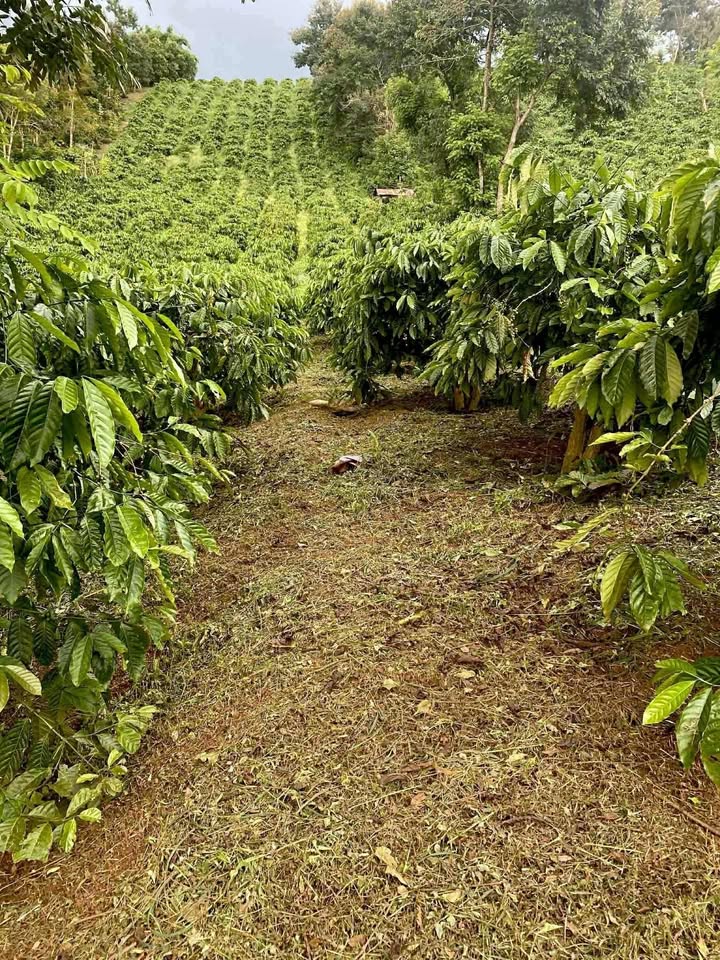 Đất nền Thuận An 18,000m² giá 1.2 tỷ - Đầu tư sinh lời ngay!