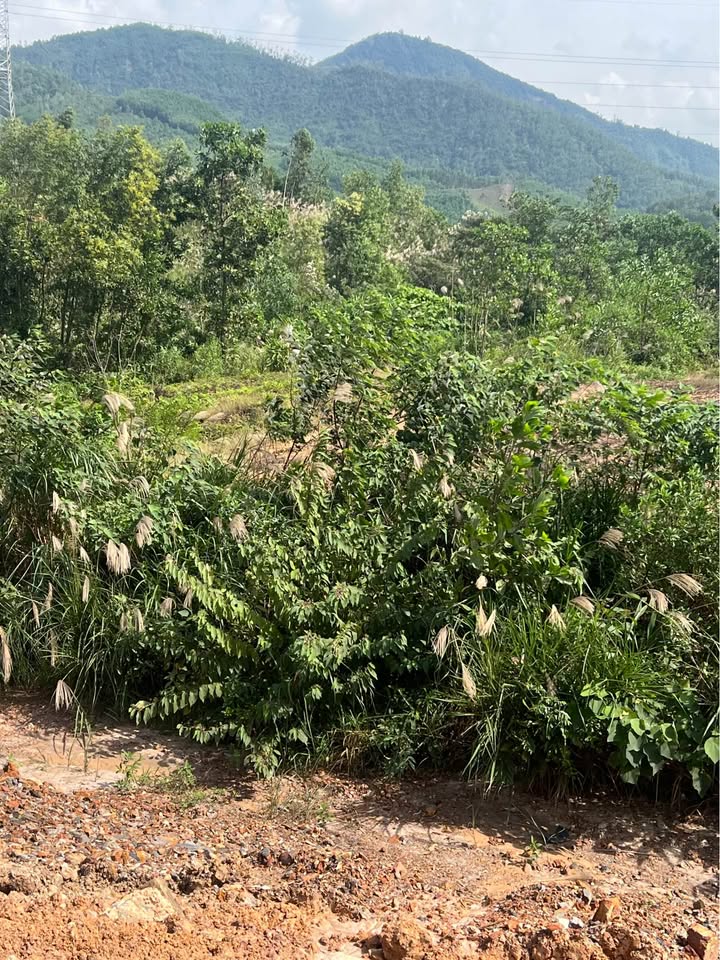 Đất trồng cây lâu năm 6000m² phường Hoà Khánh - Mặt tiền đường nhựa 7m5, Giá chỉ 4 tỷ!