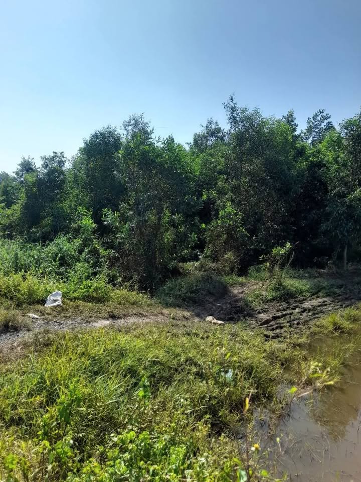 Đất nền tại Xuân Thới Sơn, Hóc Môn 65.5m² giá 78.456 tỷ - Cơ hội đầu tư sinh lời!