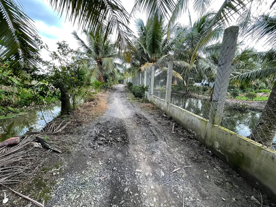 Đất vườn dừa 3.175m² tại Long Định, Đồng Tháp - View kênh tuyệt đẹp chỉ 1.998 tỷ!