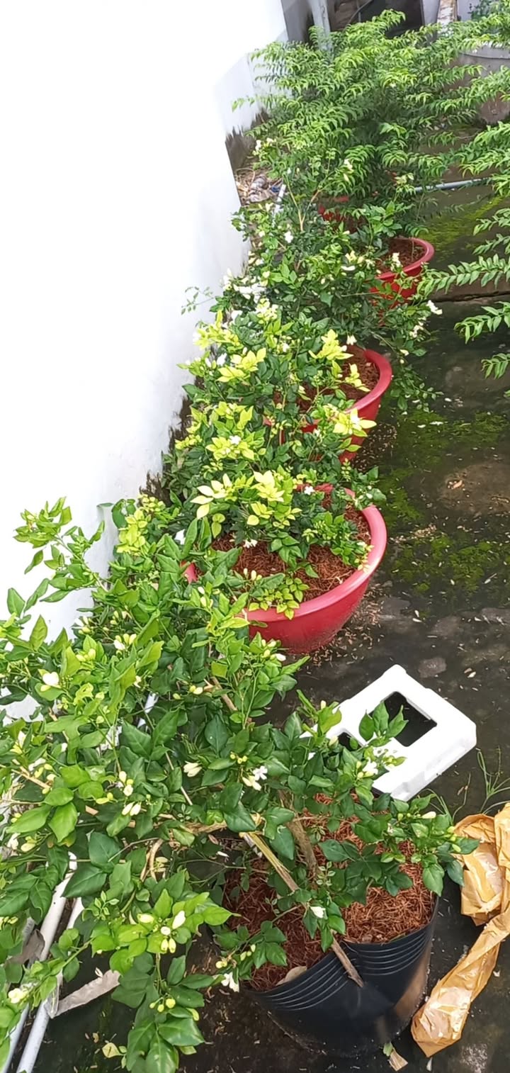 Đất nền Khu đô thị Tây Bắc Rạch Giá 200m² giá 3.5 tỷ - Thương lượng ngay!