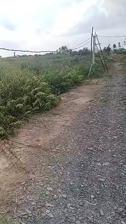 Đất trồng khóm 10.000m² tại Tân Lập 1, Tân Phước - Giá chỉ 1.2 tỷ!