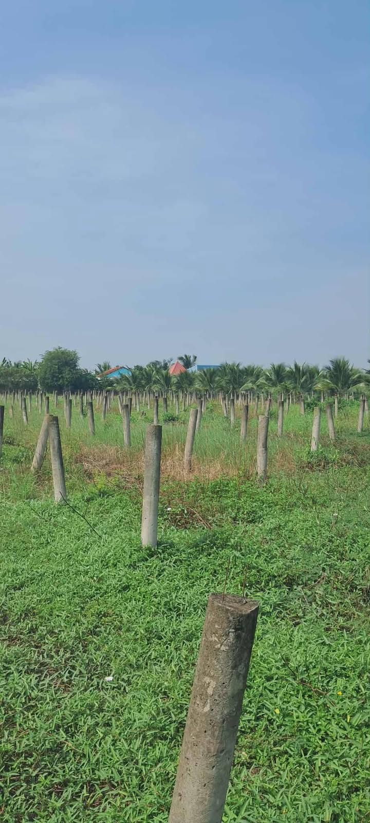 Đất nền 3923m² tại ấp Tân Thành, Chợ Gạo - Giá chỉ 470 triệu!