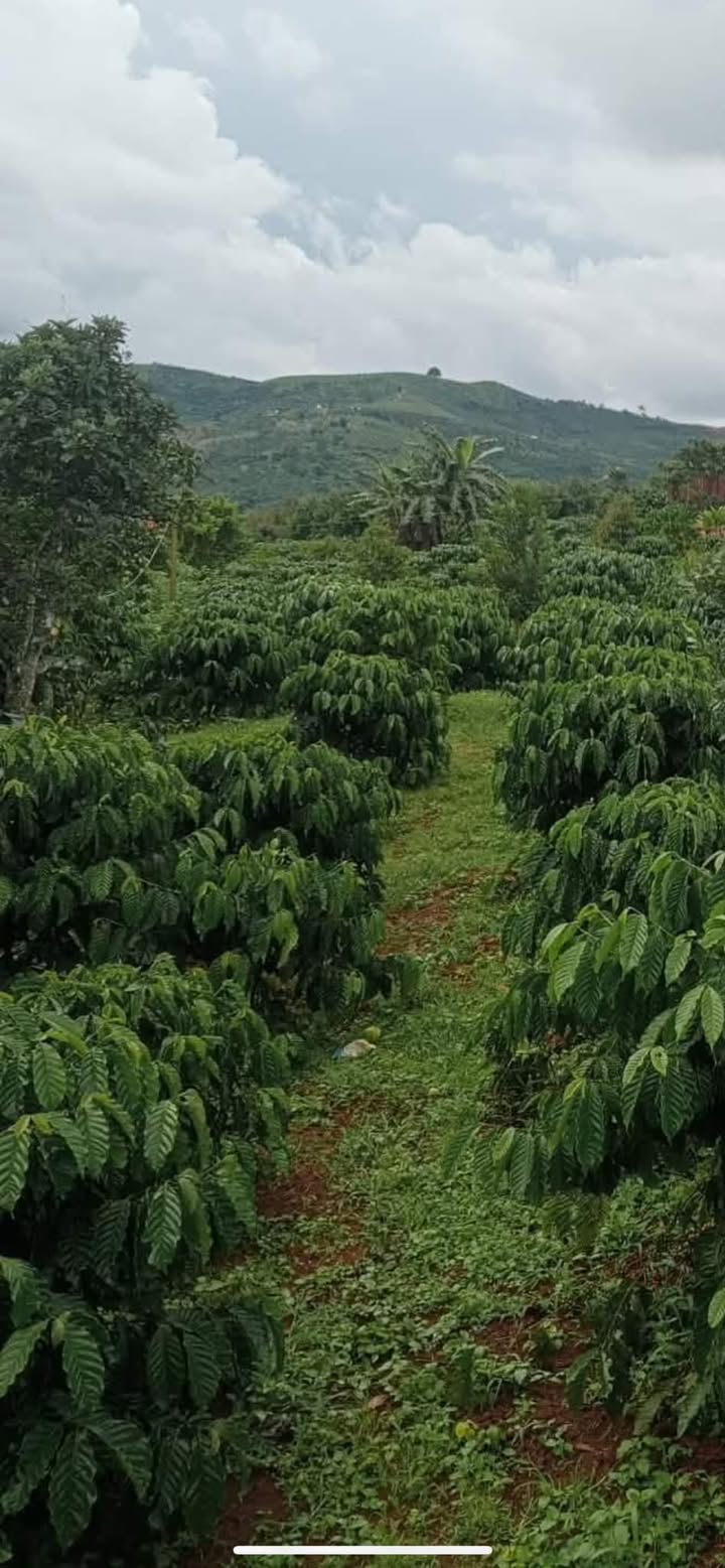 Đất nền Tân Thanh Lâm Hà 3600m² giá 520 triệu - Cơ hội đầu tư tuyệt vời!