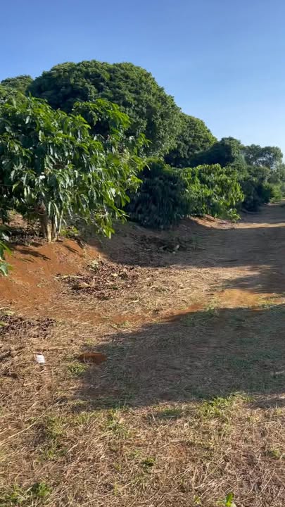 Đất nền Trường Xuân Đắk Nông 20,000m² giá 4.3 tỷ - Đầu tư sinh lời tuyệt vời!