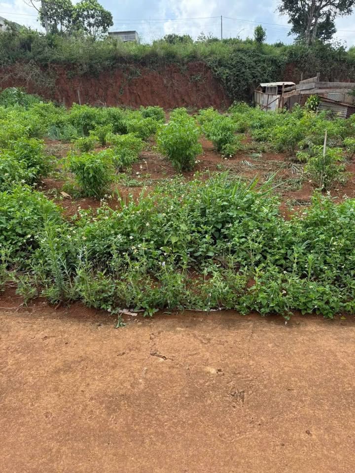 Đất nền Tổ 3 thị trấn Đức An 793m² giá chỉ 700 triệu - Cơ hội đầu tư tốt!