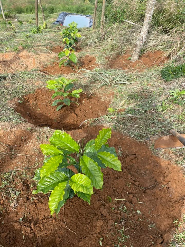 Đất vườn 2160m² tại thôn 12, xã Trường Xuân, giá 300 triệu - Đầu tư sinh lời tiềm năng!