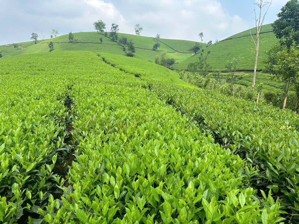 Đất nền Farm Long Cốc Tân Sơn 2200m² - Sổ hồng chính chủ, đầu tư sinh lời!