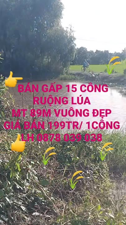 Đất ruộng 15 công tại Đốc Bình Kiều, Tháp Mười - Giá chỉ 1.99 tỷ, vị trí đắc địa!