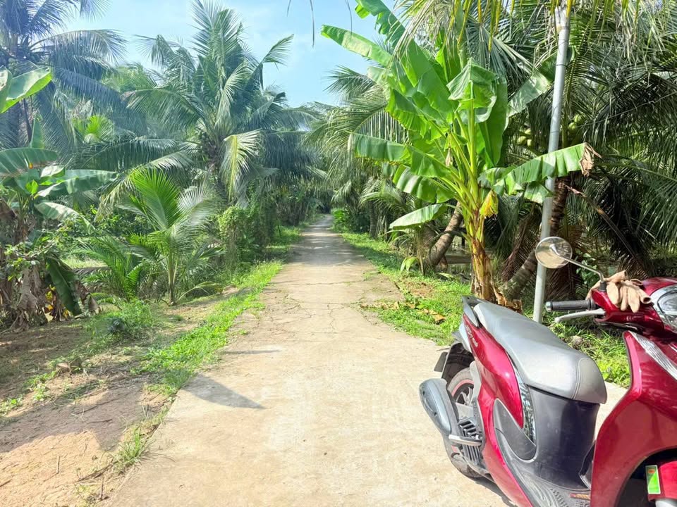 Đất thổ cư 300m² tại Phú Nhuận, Bến Tre - Giá chỉ 2.5 tỷ và thương lượng nhẹ!