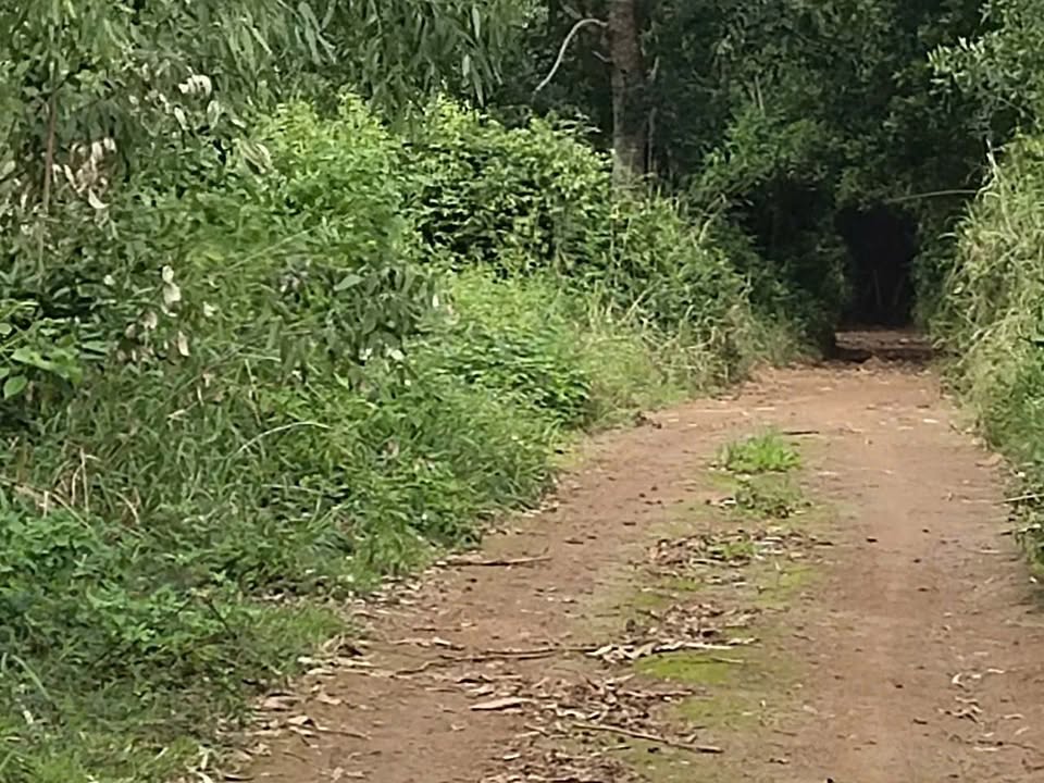 Đất nền Vạn Tường, Bình Sơn 46800m² giá chỉ 100 triệu/sào - Cơ hội đầu tư hấp dẫn!