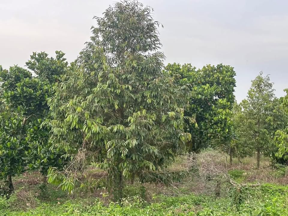 Đất trồng cây lâu năm 1.100m² tại Trà Cổ, Tân Phú, Đồng Nai - Giá chỉ 1 tỷ!