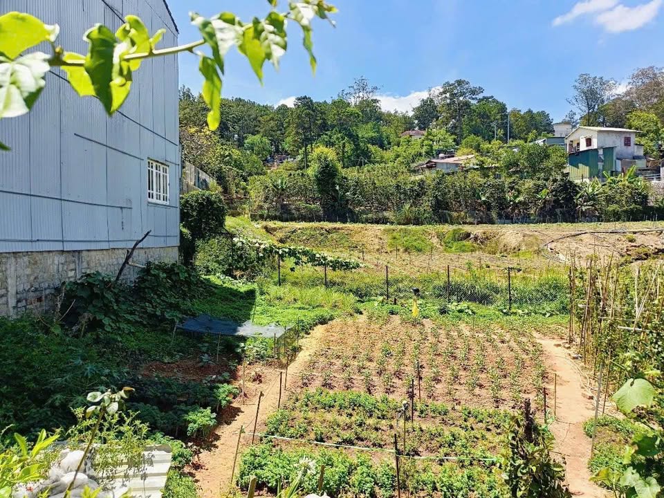 Bán đất Trần Thái Tông Đà Lạt 248m² giá 8.5 tỷ - Gần Hồ Xuân Hương!