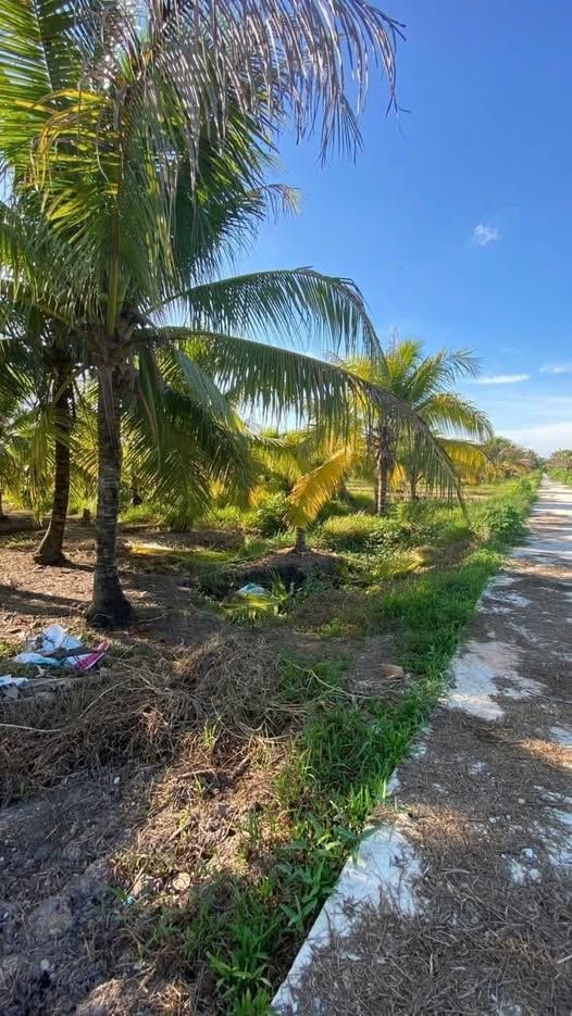 Đất nền Hữu Định, Châu Thành, Bến Tre 668m² giá 600 triệu - Đầu tư sinh lời ngay!