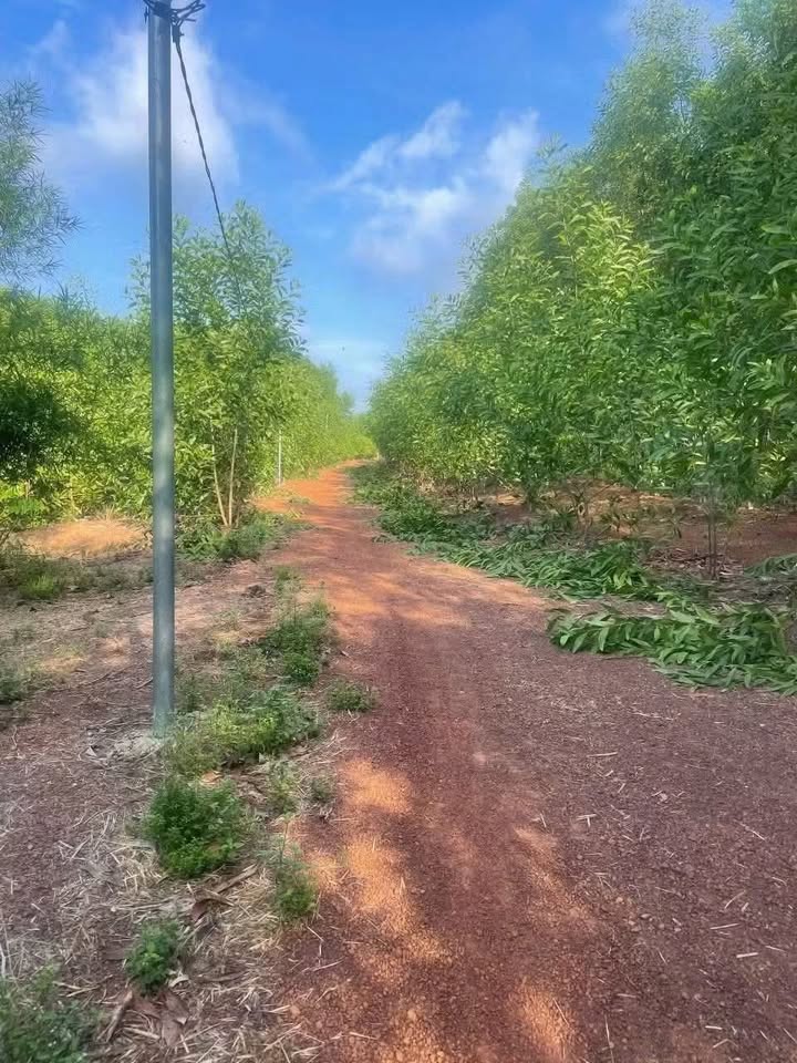 Đất thổ cư 4800m² tại xã Trị An, Vĩnh Cửu - Sổ đỏ chính chủ giá 3.4 tỷ!