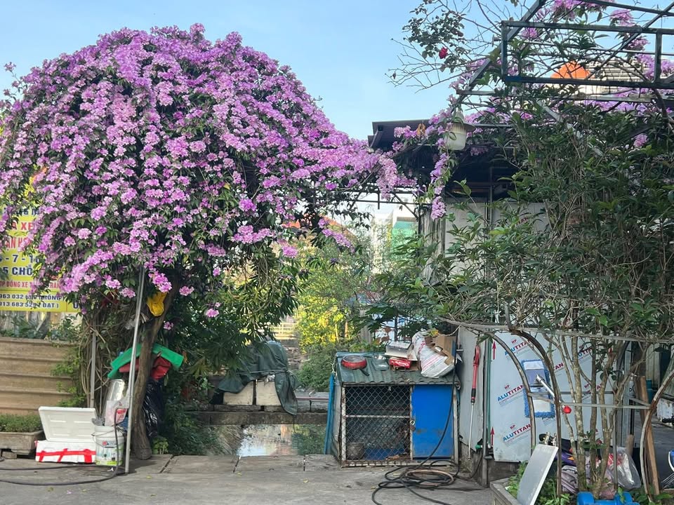 Đất dịch vụ 52m² tại Quốc lộ 21, Thanh Oai - Chỉ 3 tỷ, pháp lý đầy đủ!