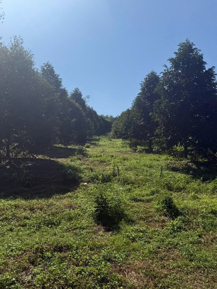 Farm Lộc Thuận, Lộc Ninh 8200m² giá 2.1 tỷ - Đất trồng sầu riêng đẹp, sẵn cây!