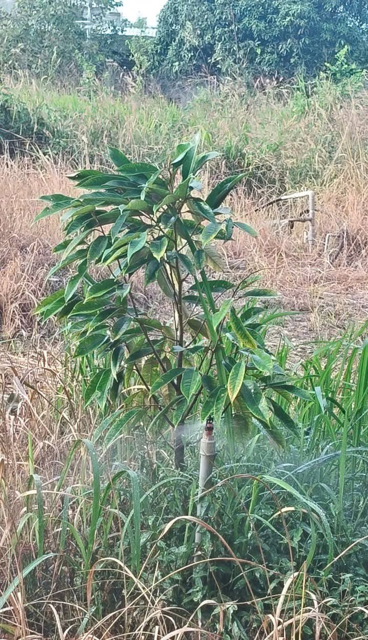 Đất nền Lộc Điền Lộc Ninh 1000m² giá 3 tỷ - Tiện ích đầy đủ, sát khu dân cư!