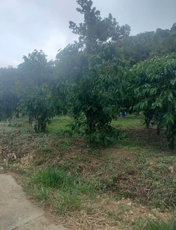 Đất nền Bảo Lộc 6000m² giá 1.08 tỷ - Sổ đỏ chính chủ, đầu tư tiềm năng!