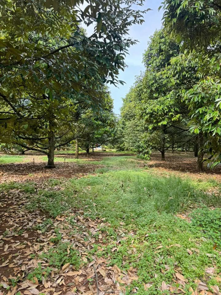 Đất nền Phường Xuân Lập, Long Khánh 125m² giá 820 triệu - Đầu tư sinh lời ngay!