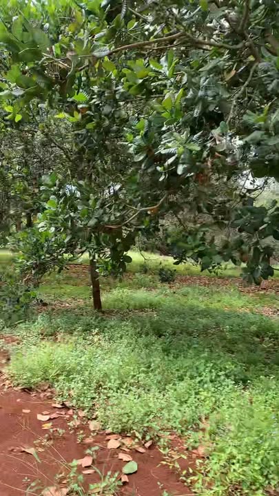 Đất nền Phú Trung, Phú Riềng 20.000m² giá chỉ 1 tỷ - Cơ hội đầu tư sinh lời!