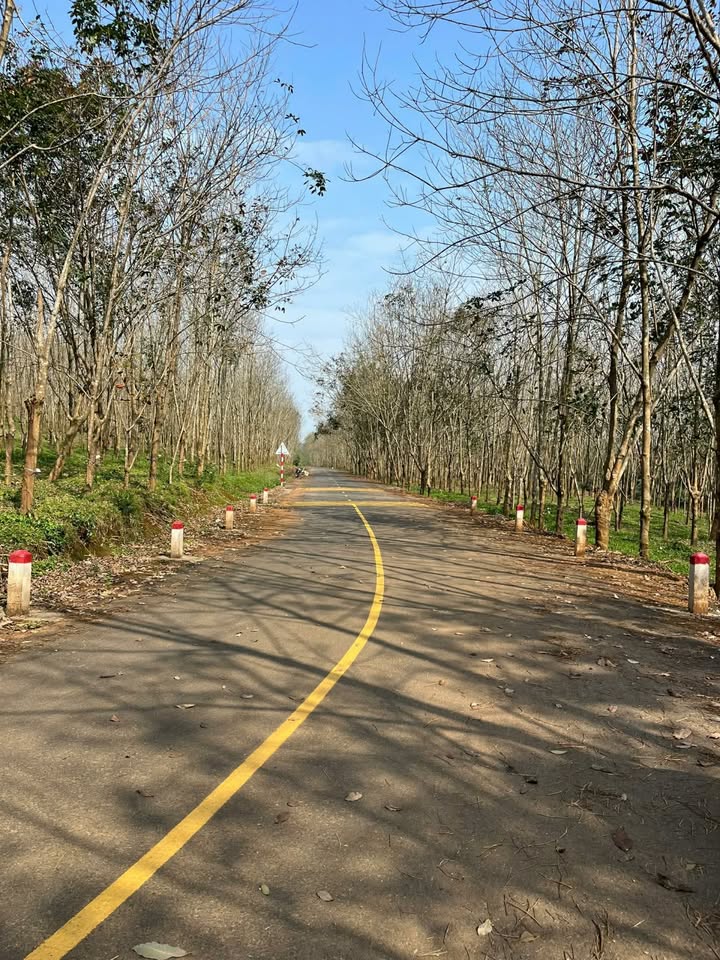 Đất nền 6 sào Cửa Tùng, Vĩnh Linh, Quảng Trị - Chỉ từ 3xx triệu, cơ hội đầu tư hấp dẫn!