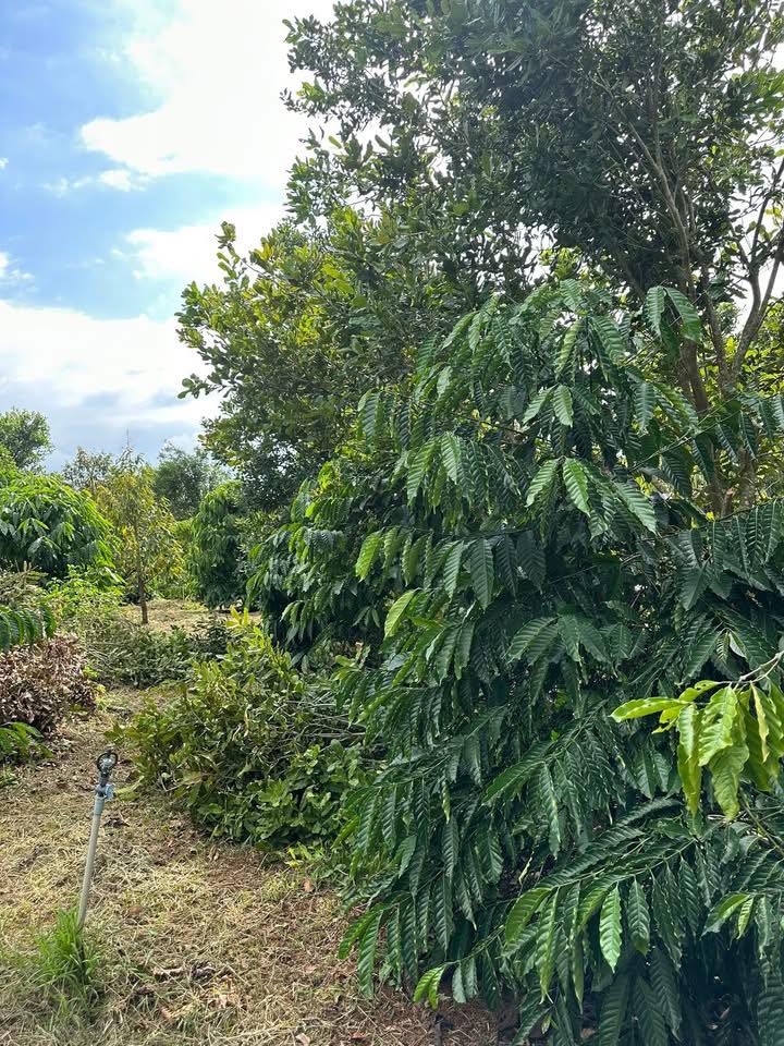 Đất nông nghiệp Ea Ral Đắk Lắk 24,000m² giá 2.85 tỷ - Đầu tư sinh lời ngay!