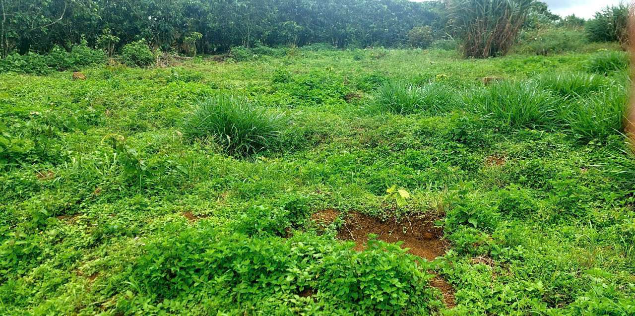 Đất nền 1255m² thôn 12 Lộc Ngãi, Bảo Lâm - Giá chỉ 750 triệu VND