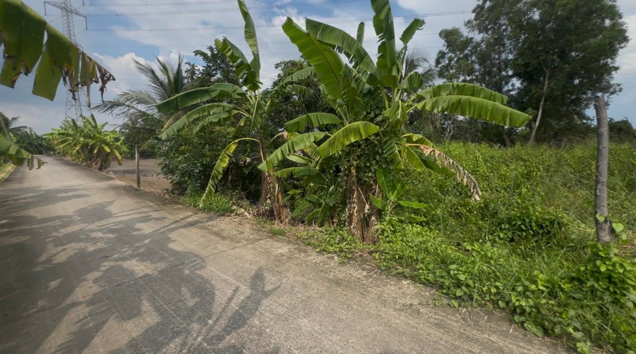 Đất vườn 1000m² mặt tiền đường tổ 10, xã Tân Nhựt, Bình Chánh, chỉ 3,65 tỷ - Sổ hồng riêng