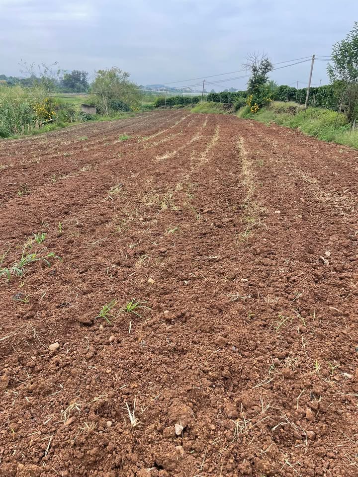 Đất nền 1,2 sào Tân Hội, Đức Trọng chỉ 750 triệu - Cơ hội đầu tư tuyệt vời!