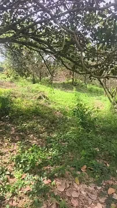 Đất bán Phú Trung, Phú Riềng 2 hecta - Giá chỉ 3.4 tỷ, mặt đường nhựa