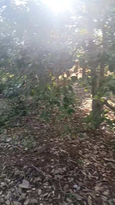 Đất 1,4ha tại xã Ea Pô, Krông Nô giá 1,2 tỷ - Cơ hội đầu tư hấp dẫn!